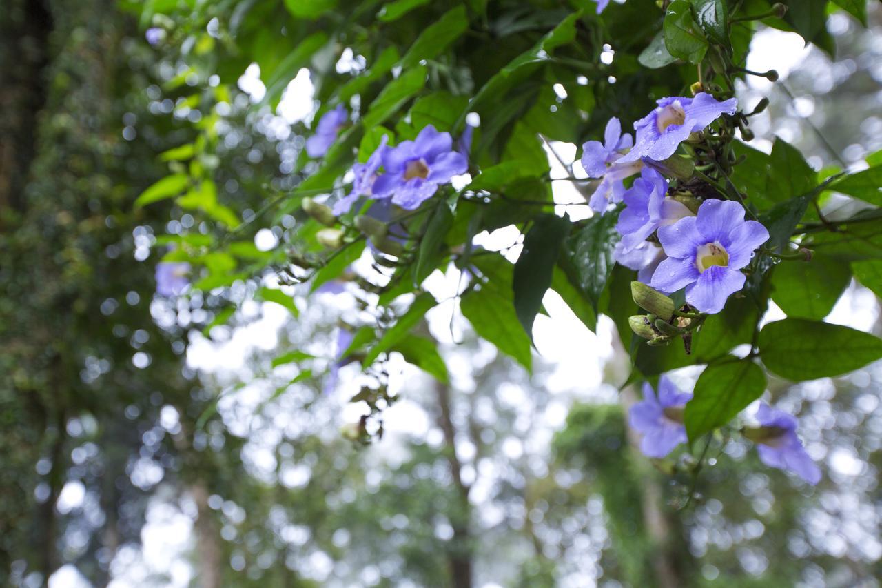 Madhumanthra Resort - Homestay Munnar Zewnętrze zdjęcie